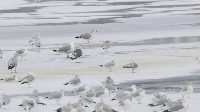 Slaty-backed Gull - ML412441461