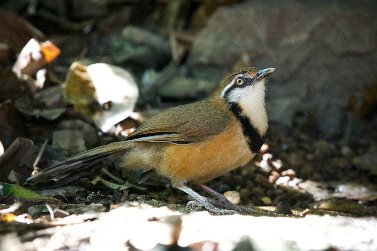Lesser Necklaced Laughingthrush - Sam Hambly