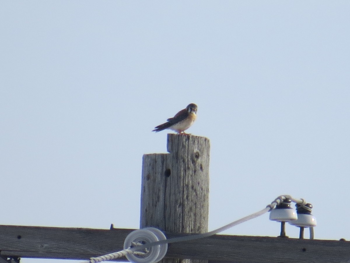 American Kestrel - ML412443221