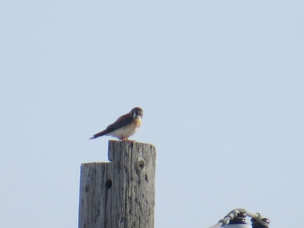 American Kestrel - ML412443231