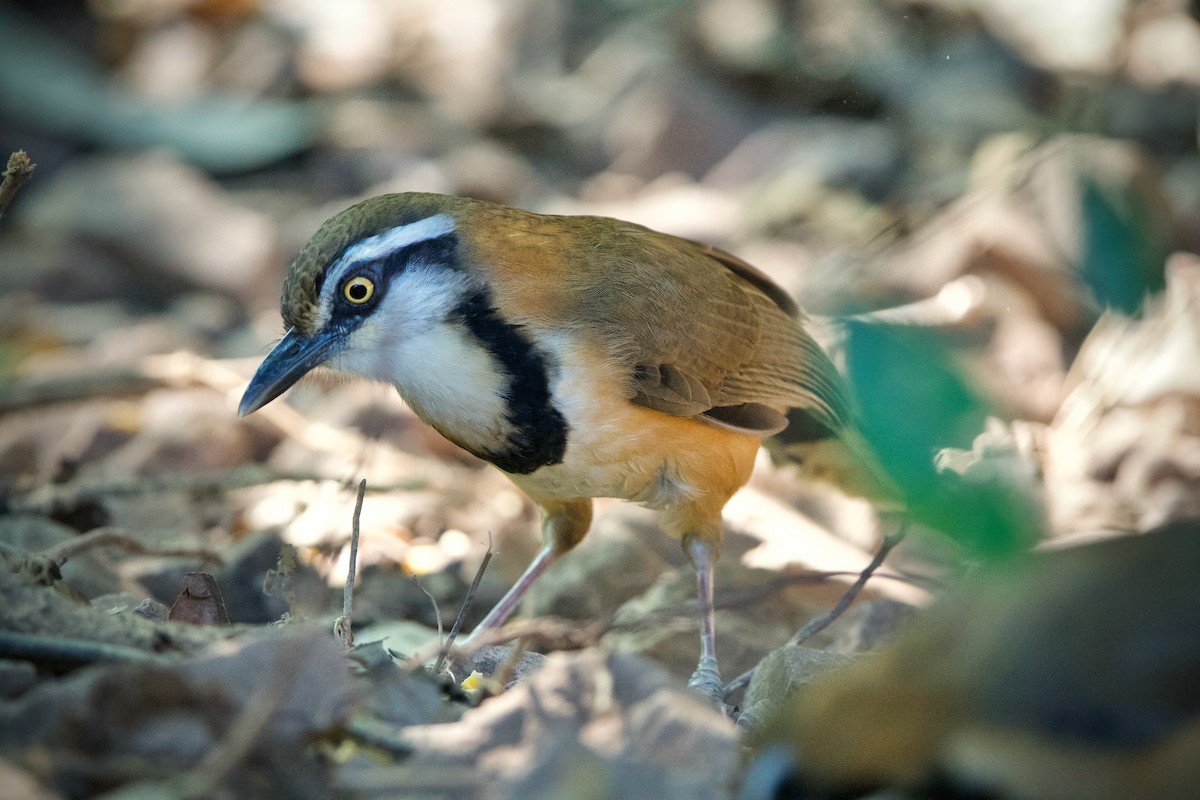 Lesser Necklaced Laughingthrush - Sam Hambly