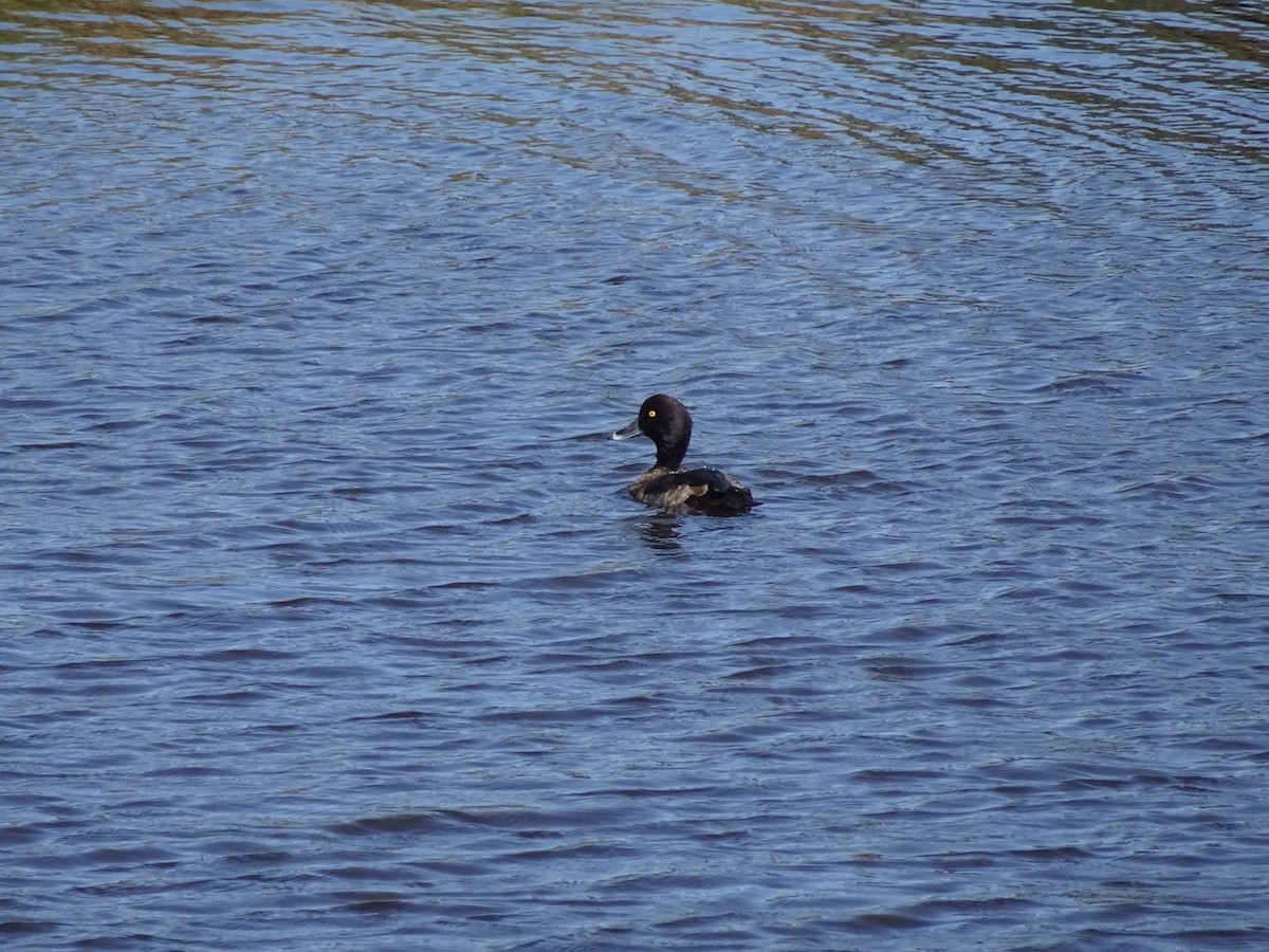 Tufted Duck - ML412443641