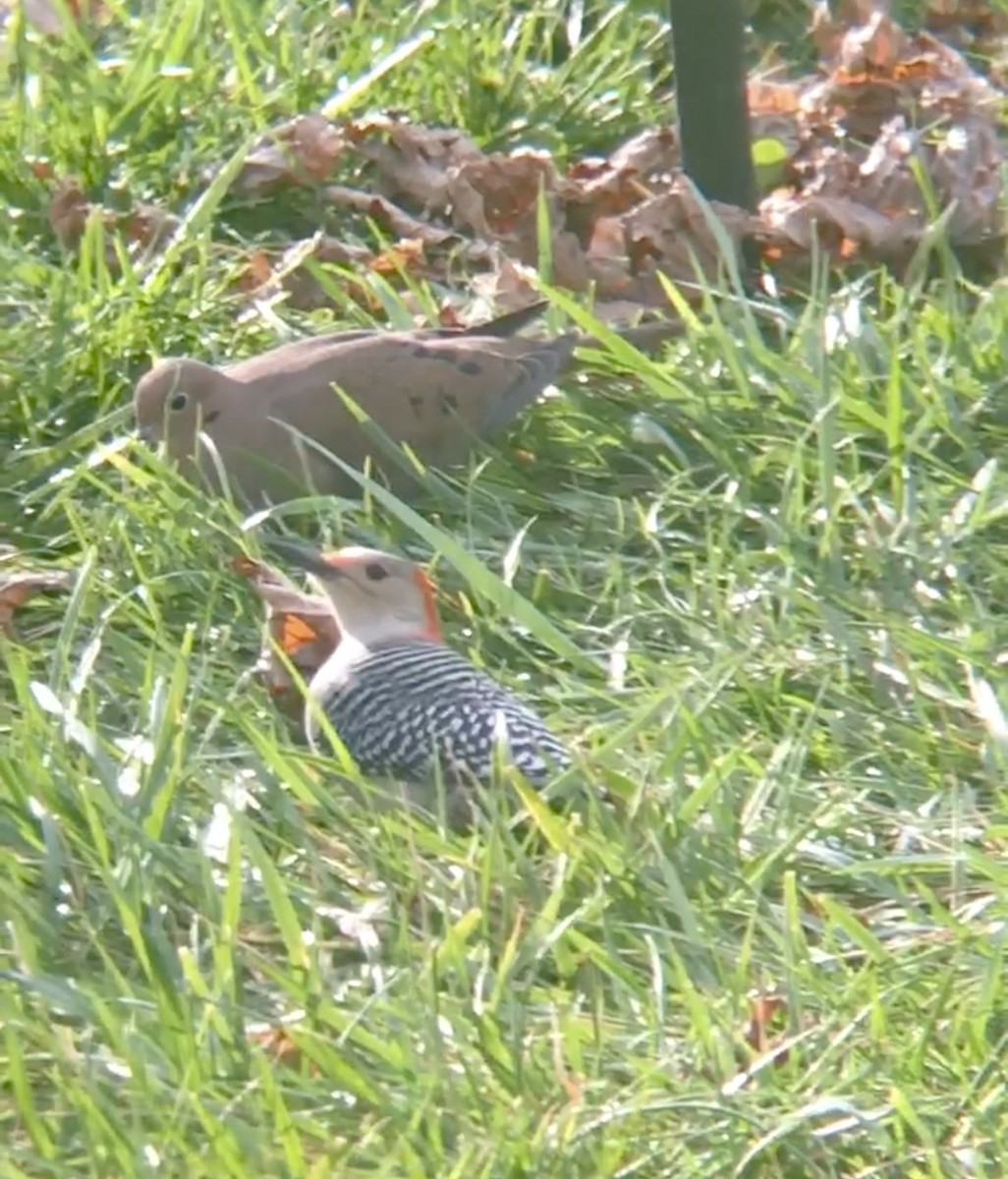 Red-bellied Woodpecker - ML412445651