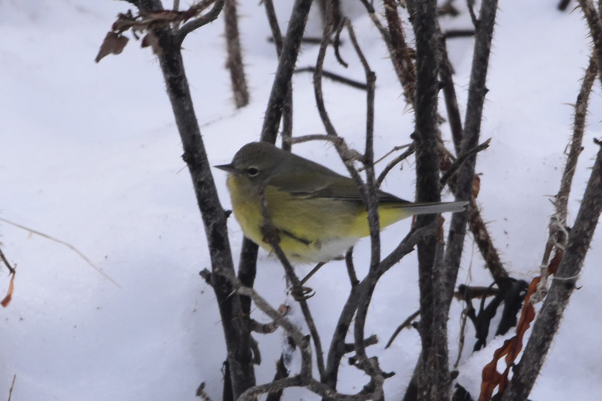 Orange-crowned Warbler - Zachary Peterson