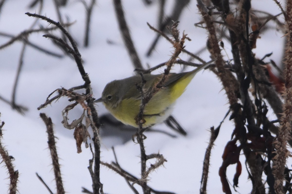 Orange-crowned Warbler - Zachary Peterson