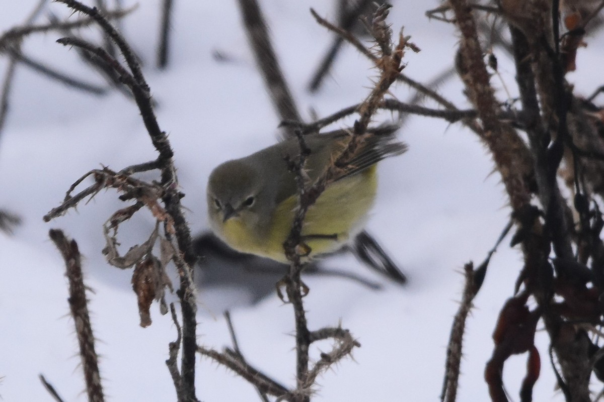 Orange-crowned Warbler - Zachary Peterson