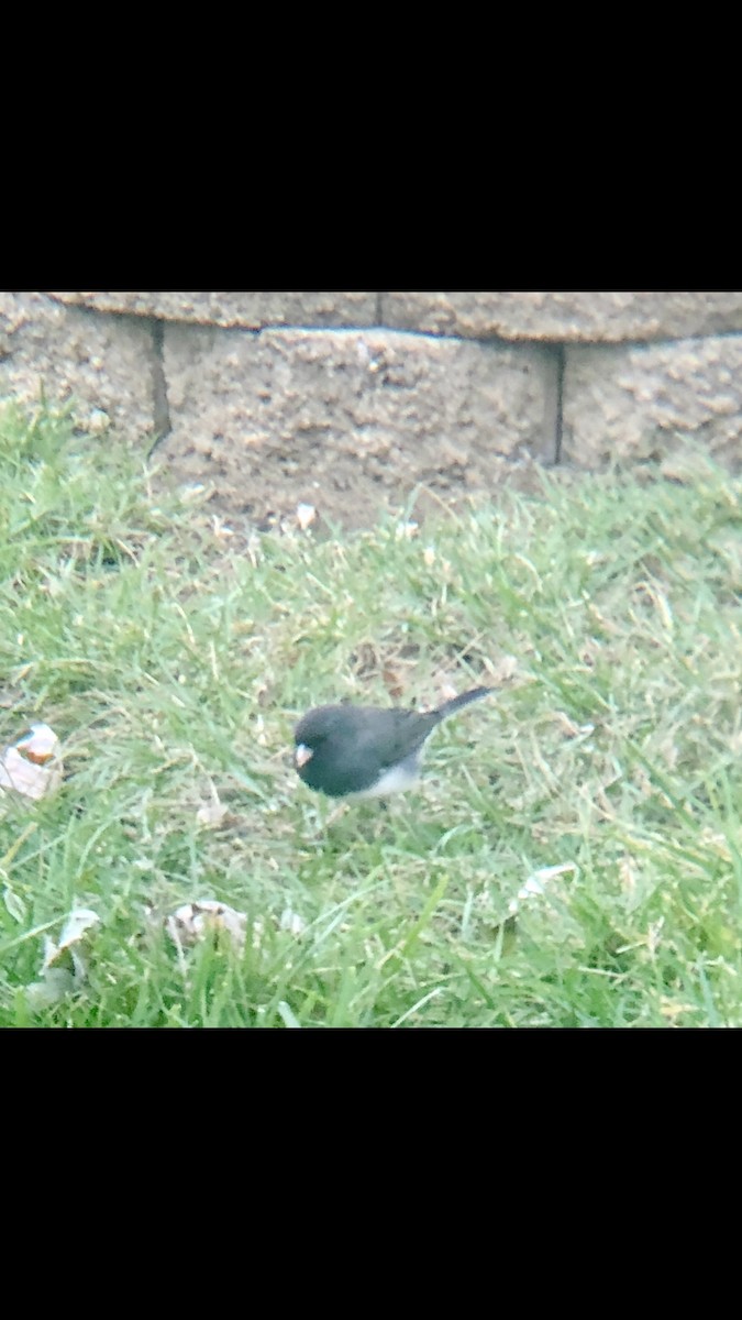 Junco ardoisé (hyemalis/carolinensis) - ML412446221