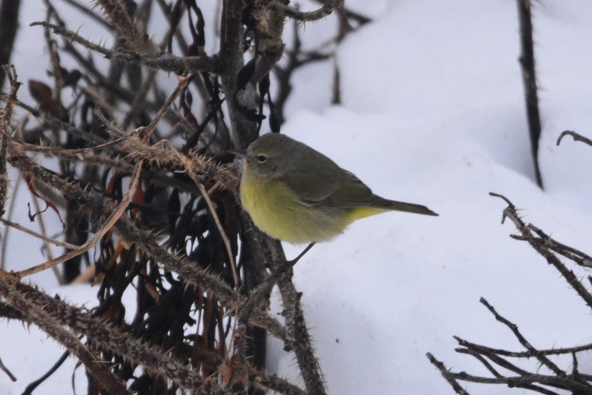 Orange-crowned Warbler - Zachary Peterson