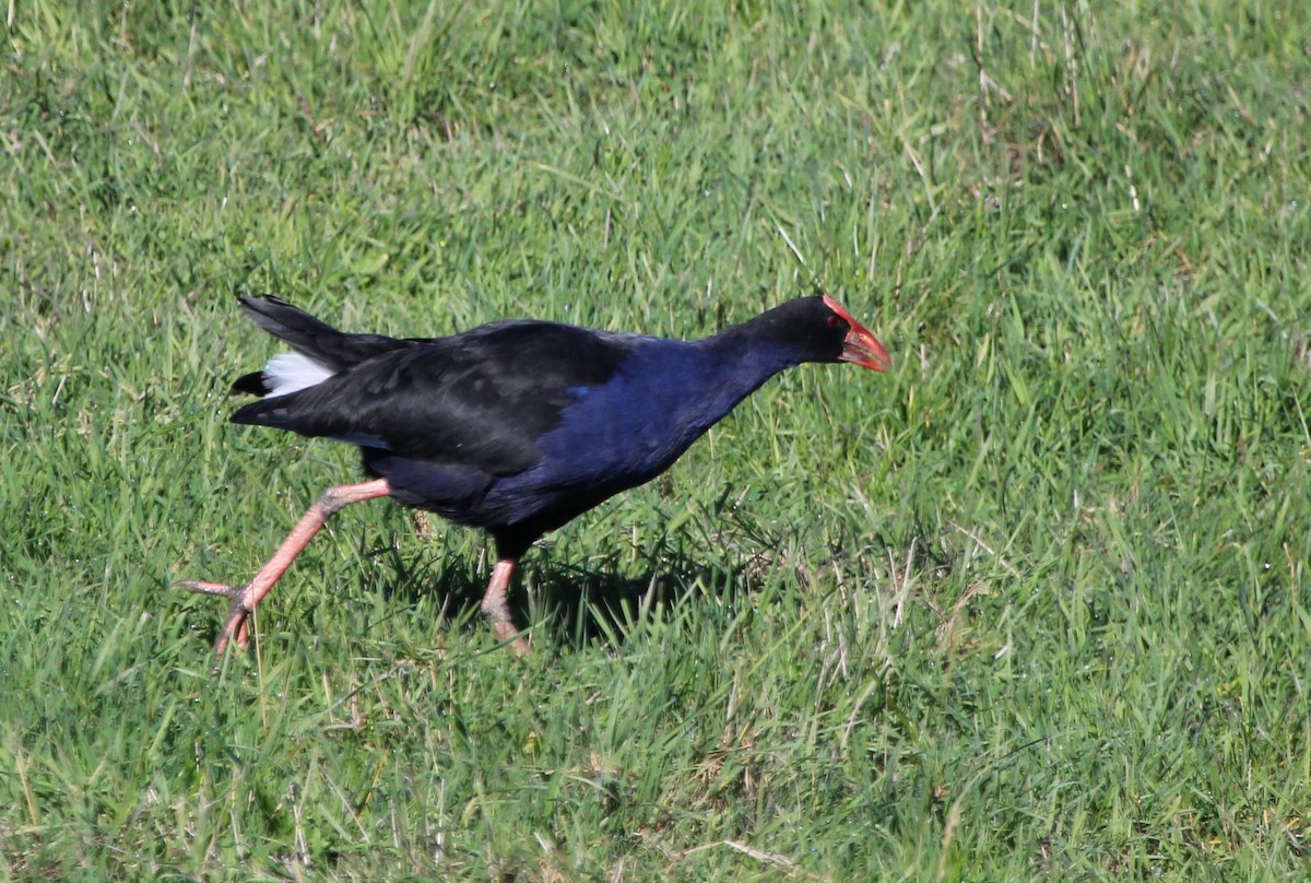 Australasian Swamphen - ML412447141