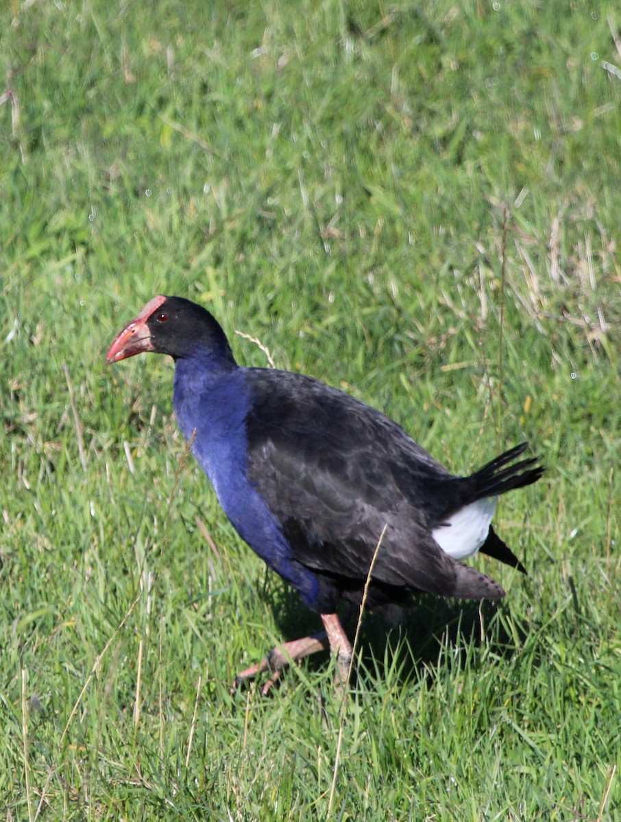 Australasian Swamphen - ML412447161