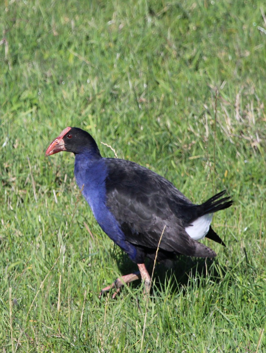 Australasian Swamphen - ML412447161