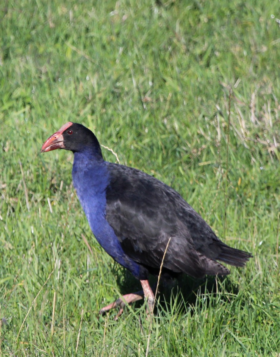 Australasian Swamphen - ML412447171