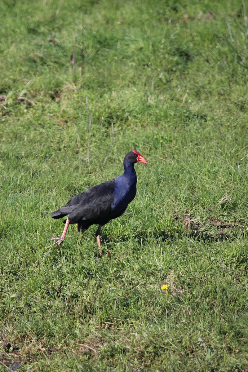 Australasian Swamphen - ML412447251