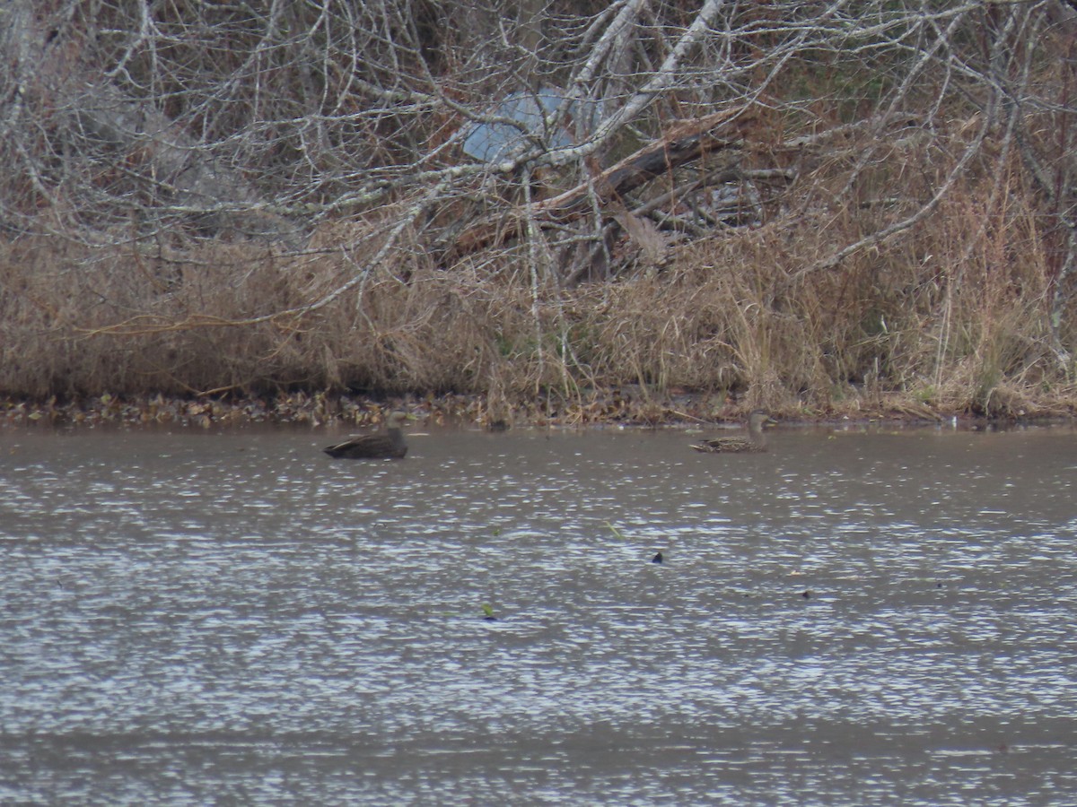 American Black Duck - ML412447741