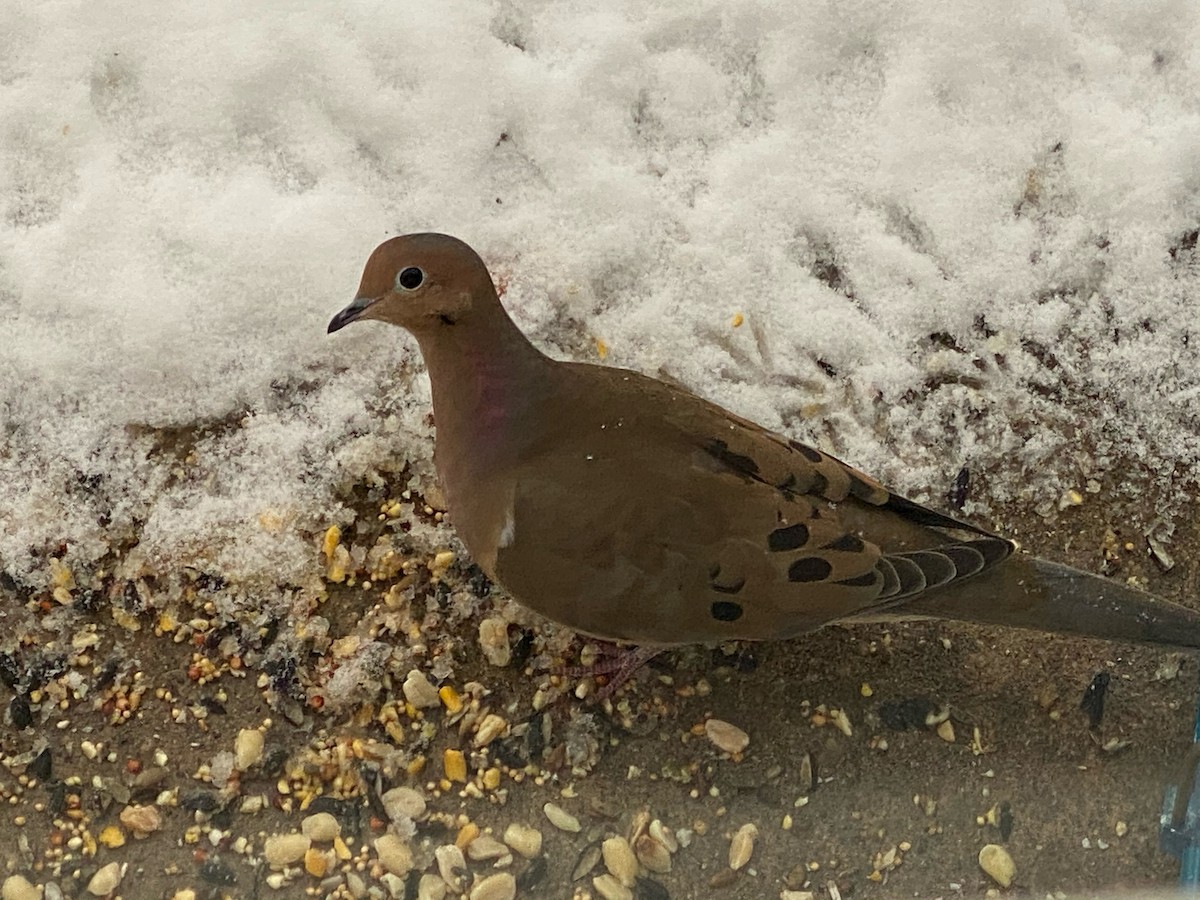 Mourning Dove - Joshua Drake