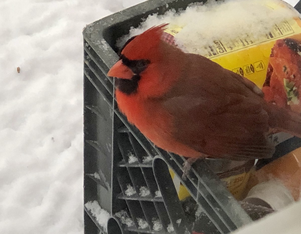 Cardinal rouge - ML412449041