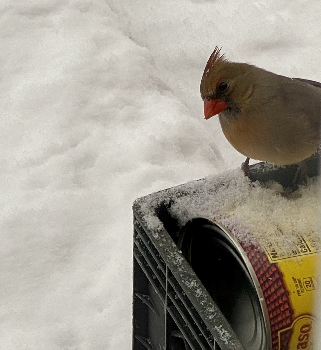 Northern Cardinal - ML412449061