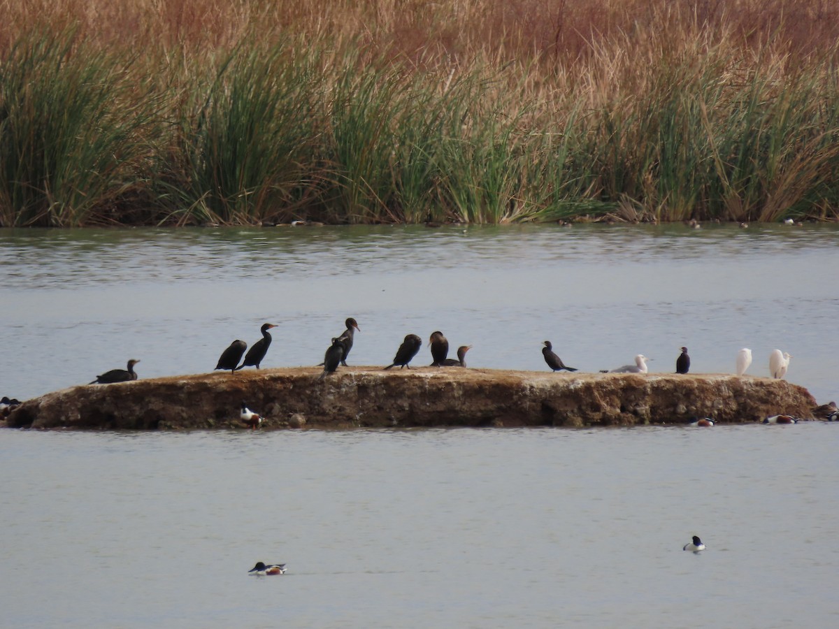 Cormoran à aigrettes - ML412451661