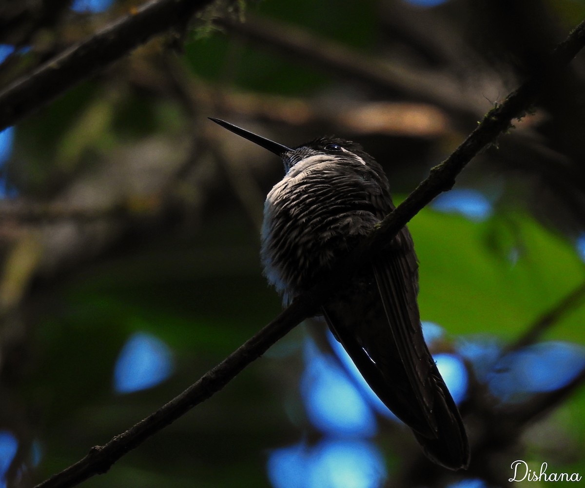 Colibrí Gorjiescamoso - ML412452931