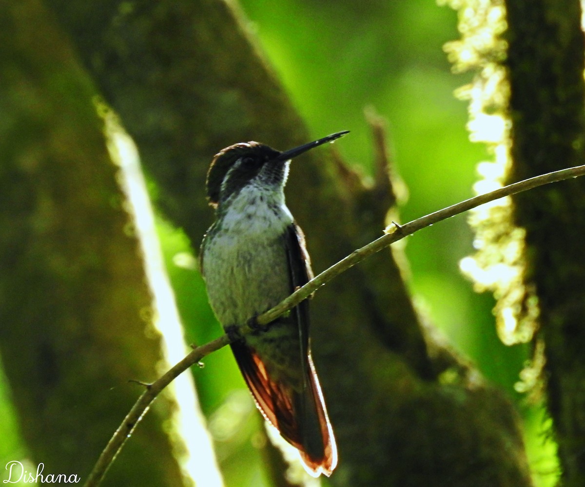 Colibrí Gorjiescamoso - ML412452941