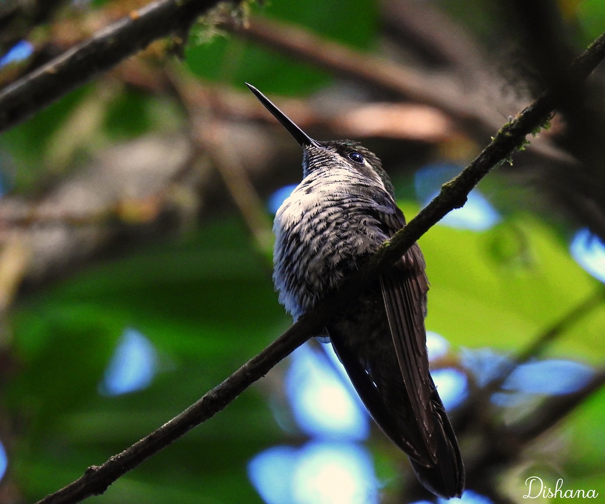 Colibrí Gorjiescamoso - ML412452951