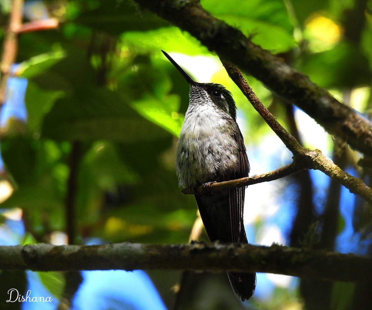 Colibrí Gorjiescamoso - ML412452961