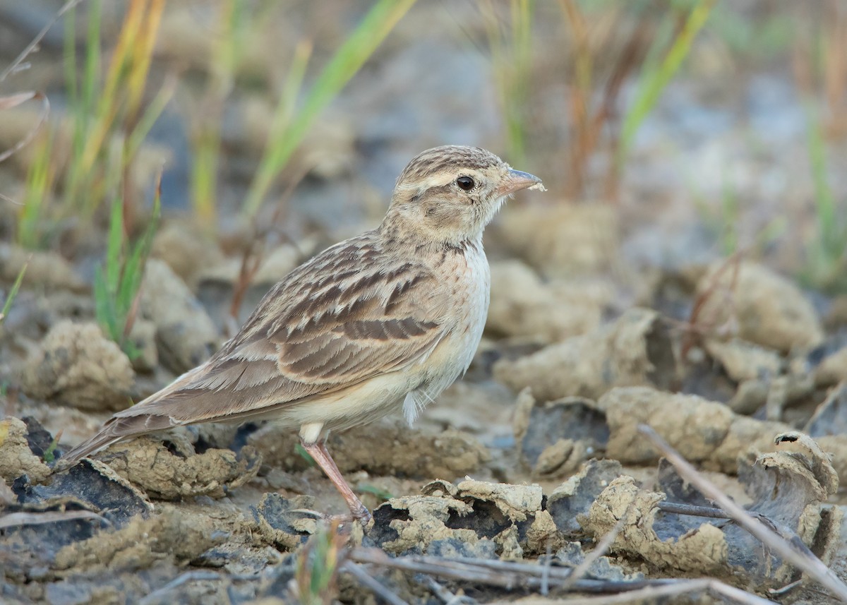 Mongolian Short-toed Lark - ML412454001