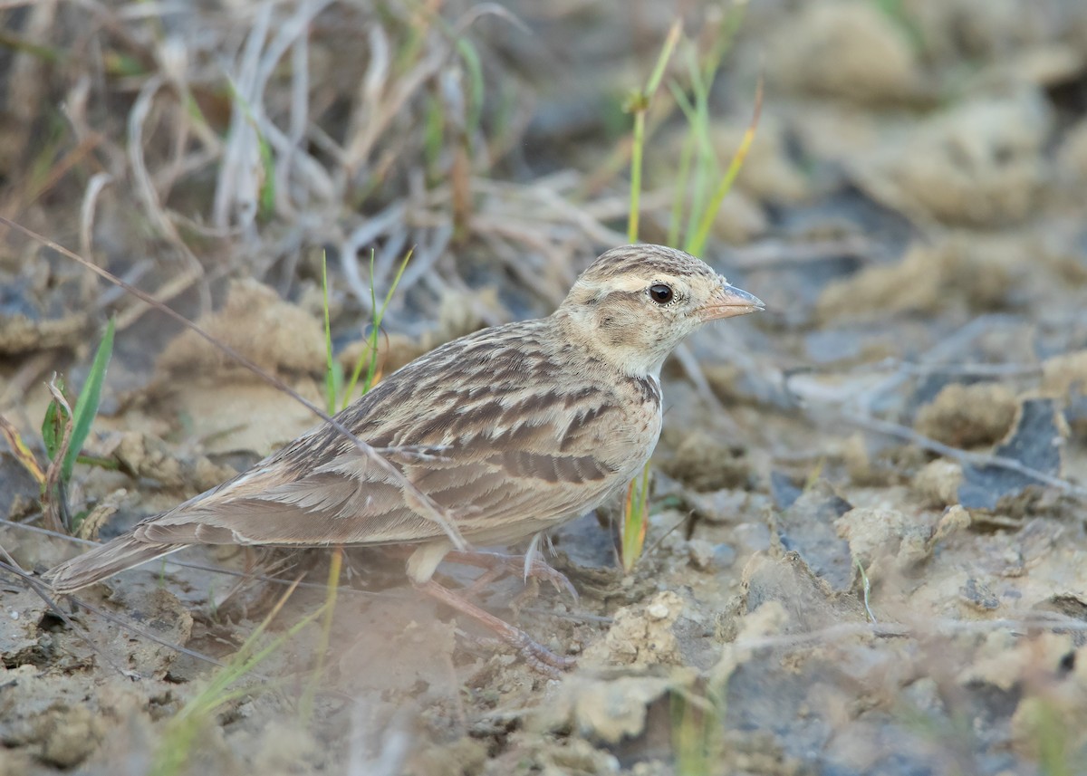 Mongolian Short-toed Lark - ML412454021