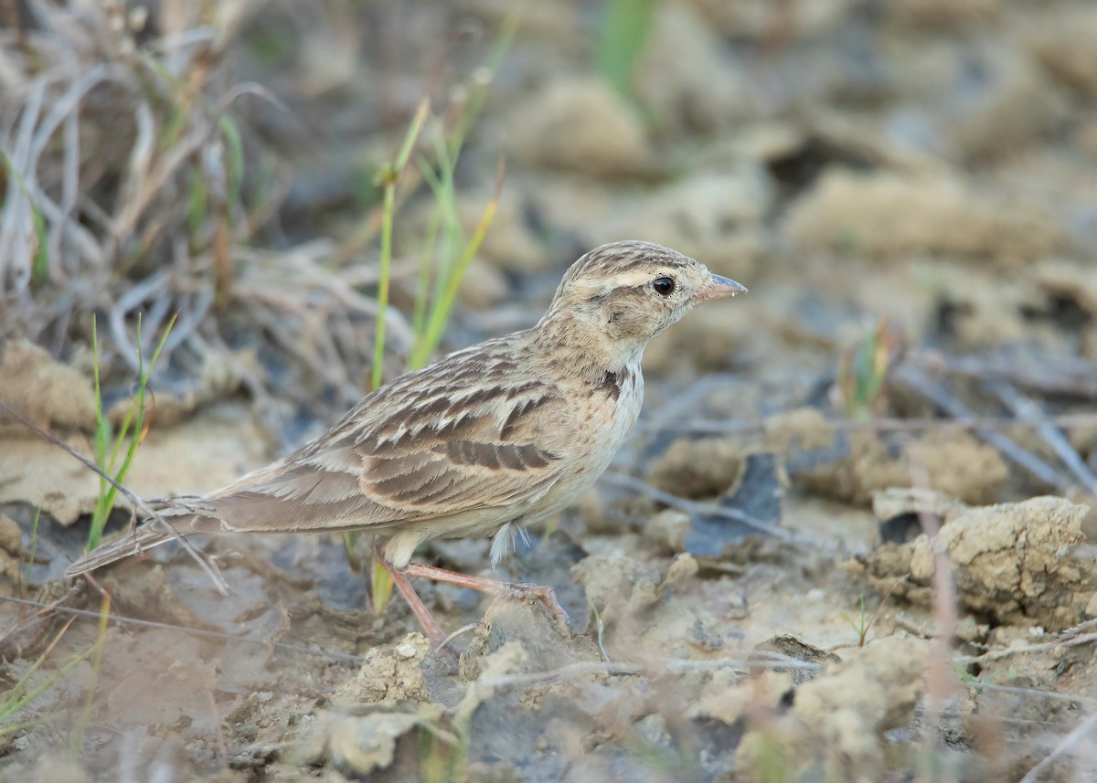 Mongolian Short-toed Lark - ML412454041