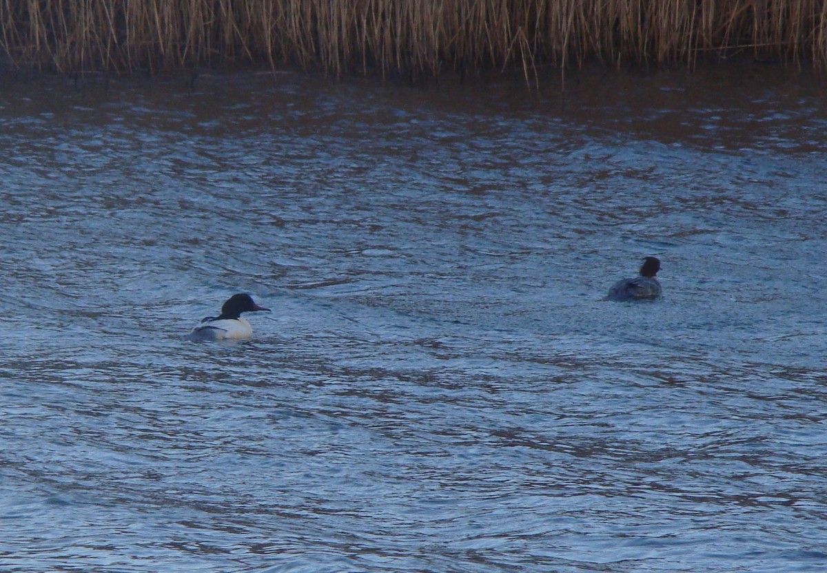 Common Merganser - ML412455521