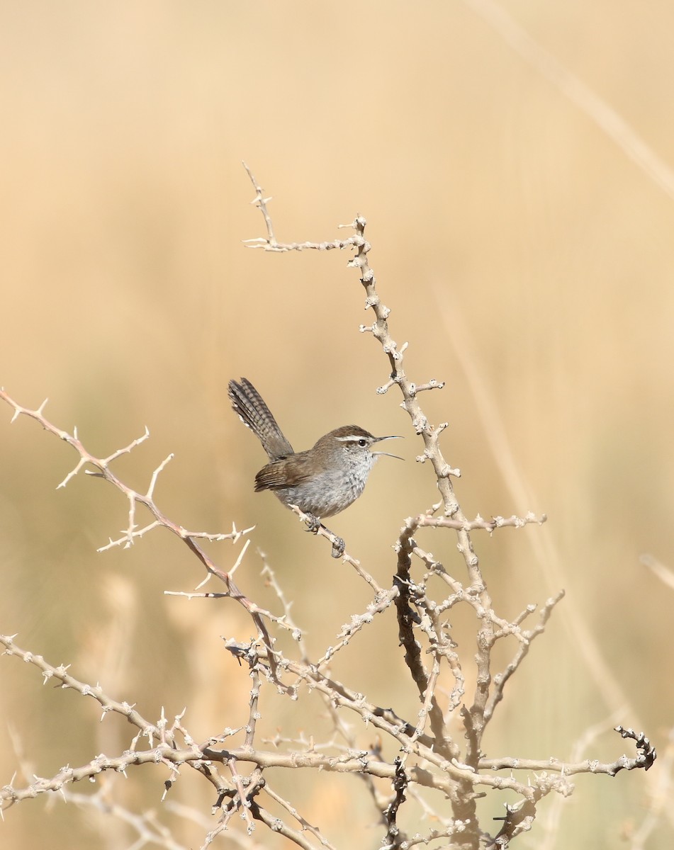 Bewick's Wren - ML412455821