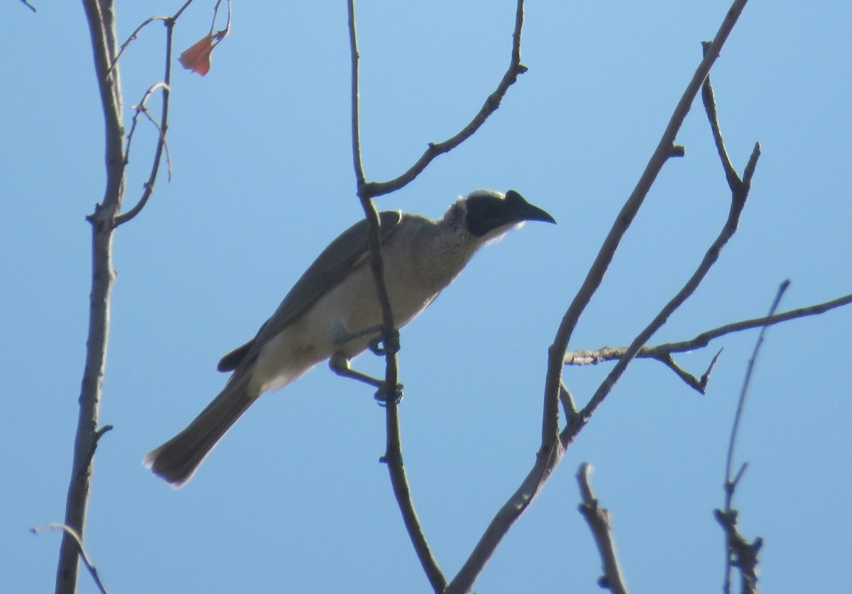 Silver-crowned Friarbird - ML412457011