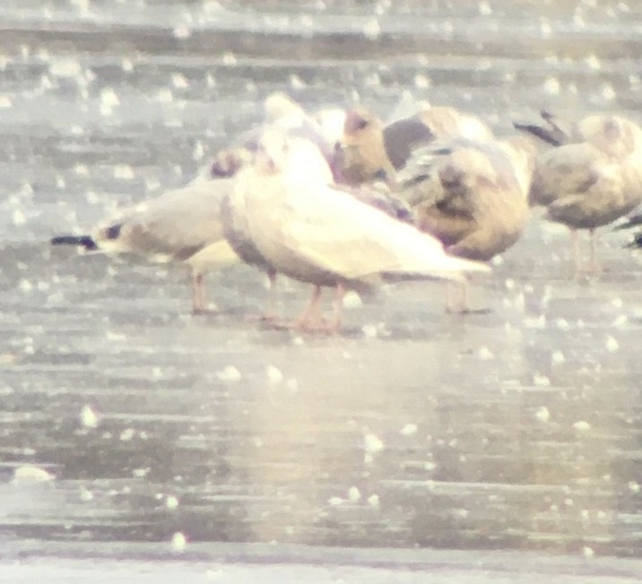 Glaucous Gull - ML412460021