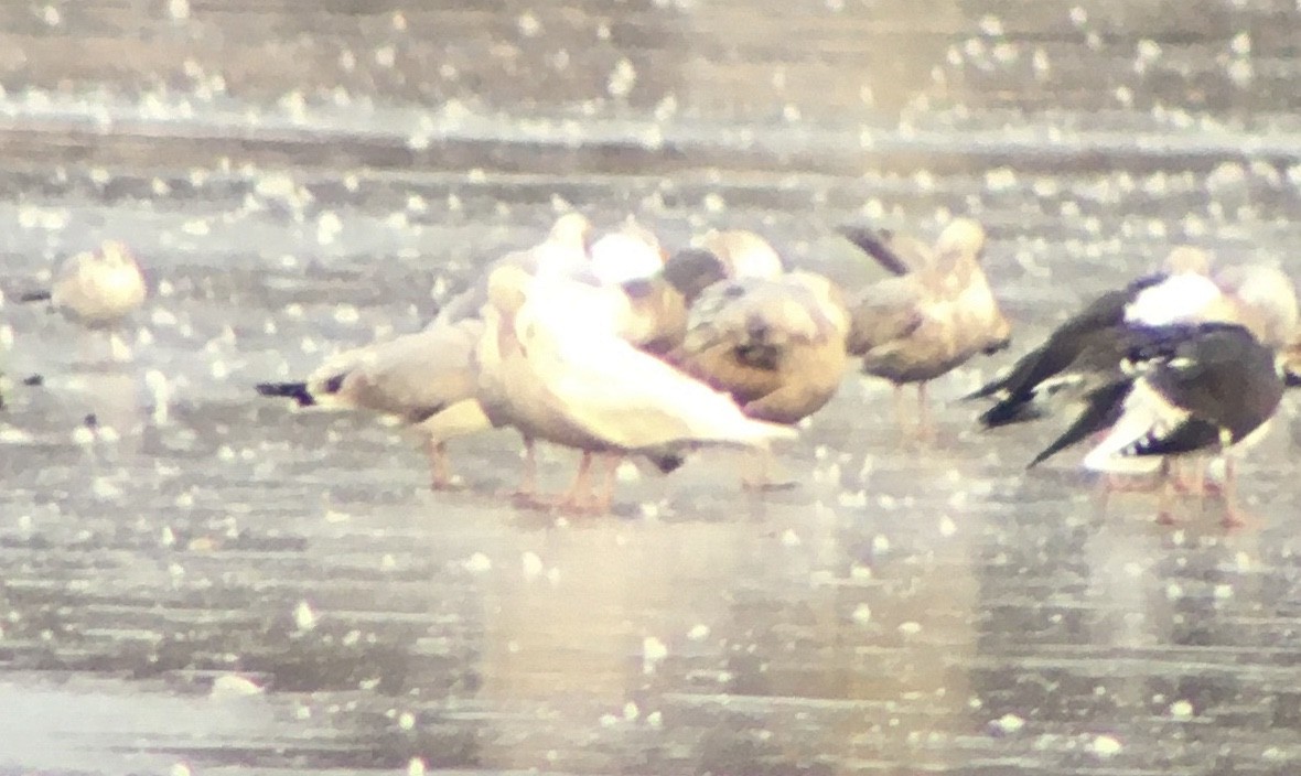 Glaucous Gull - ML412460031