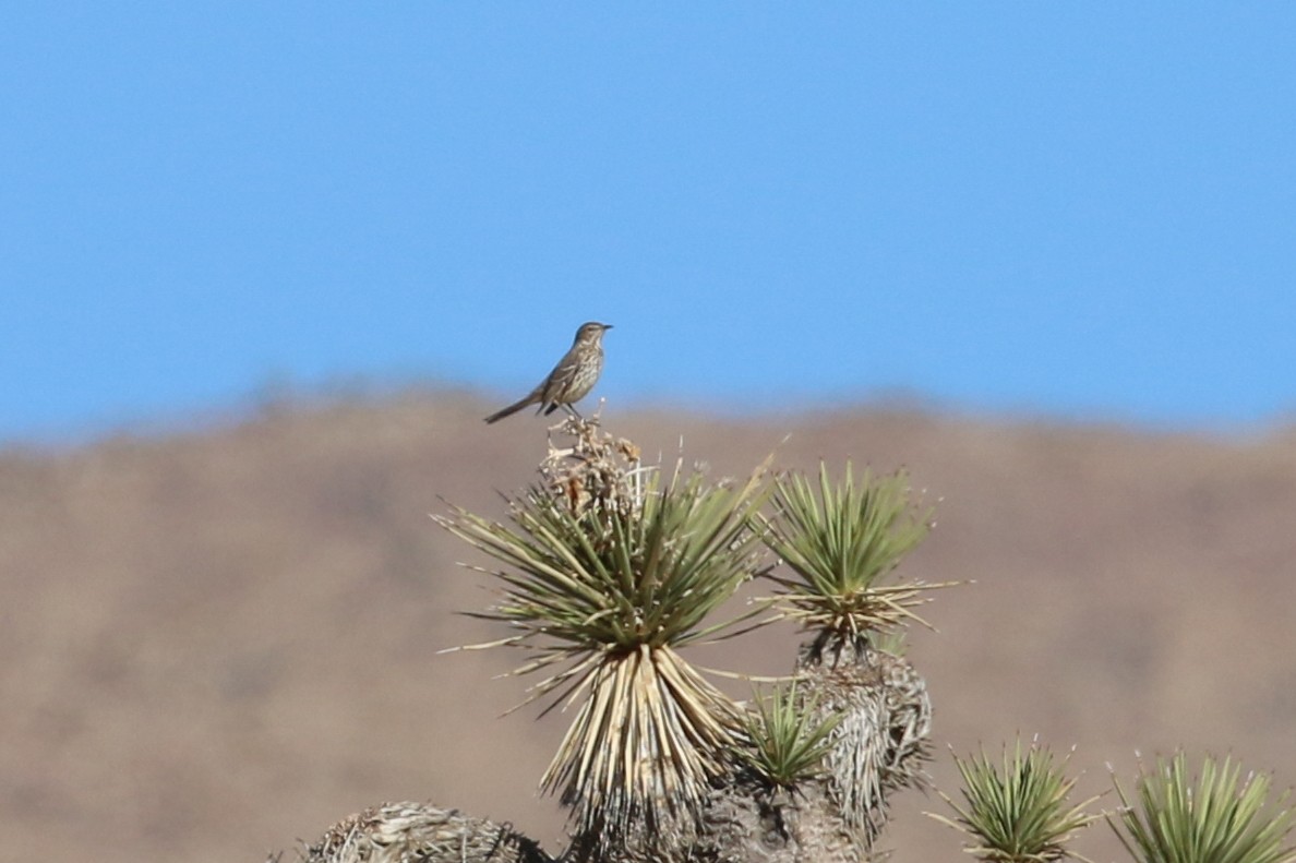 Sage Thrasher - ML412460241