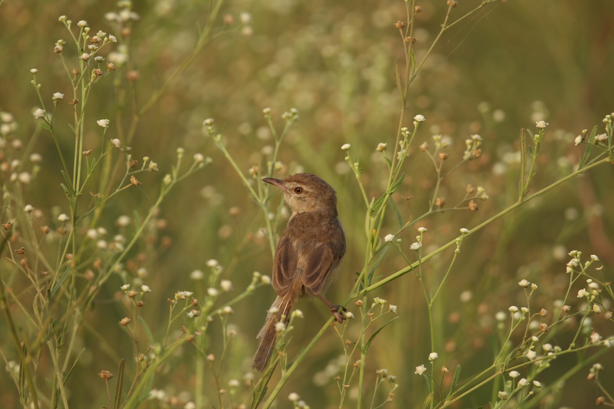 Plain Prinia - ML412463611