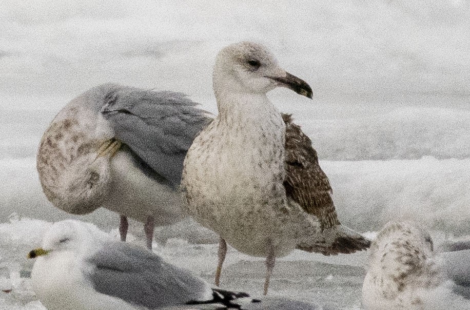 Great Black-backed Gull - ML412464291