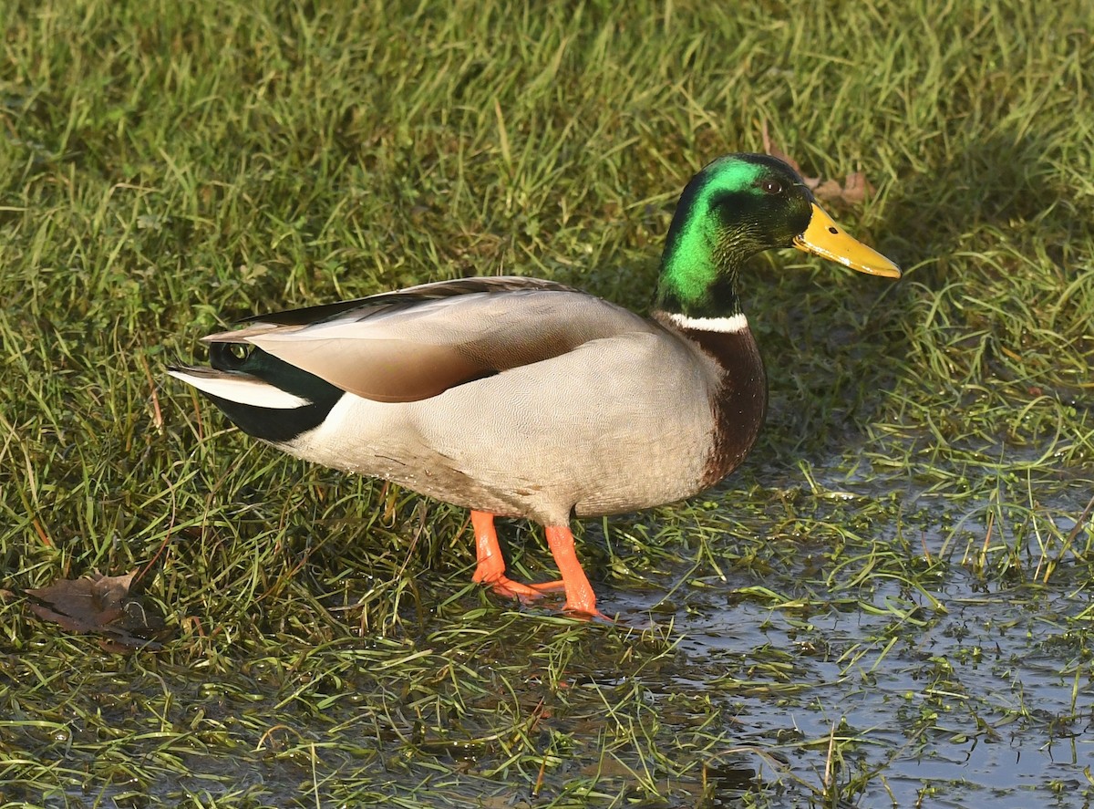 Stockente - ML412464371