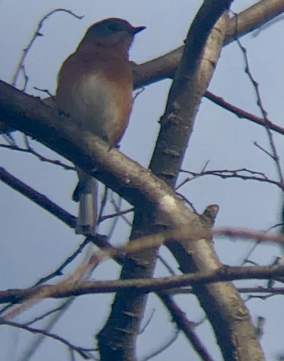 Eastern Bluebird - ML412464491