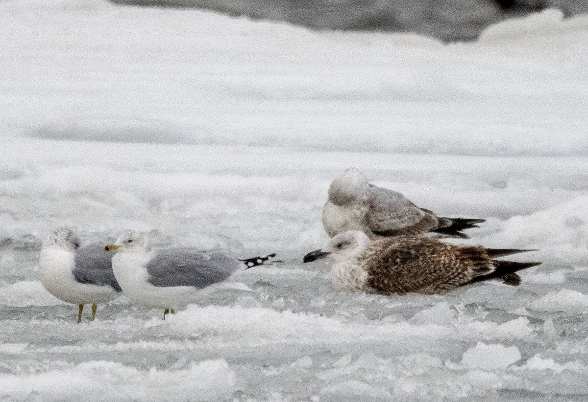 Great Black-backed Gull - ML412464691