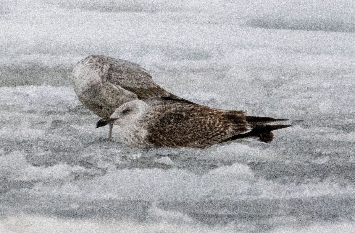 Great Black-backed Gull - ML412464701