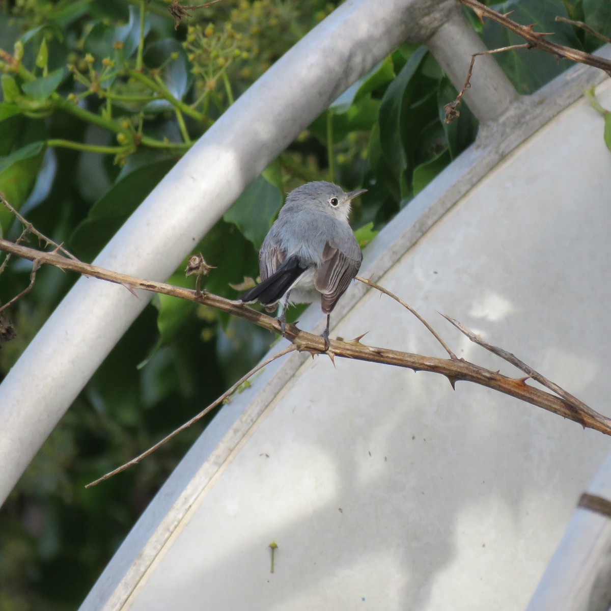 Gobemoucheron gris-bleu - ML41246481