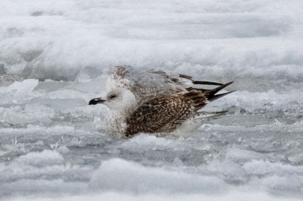 Great Black-backed Gull - ML412465001