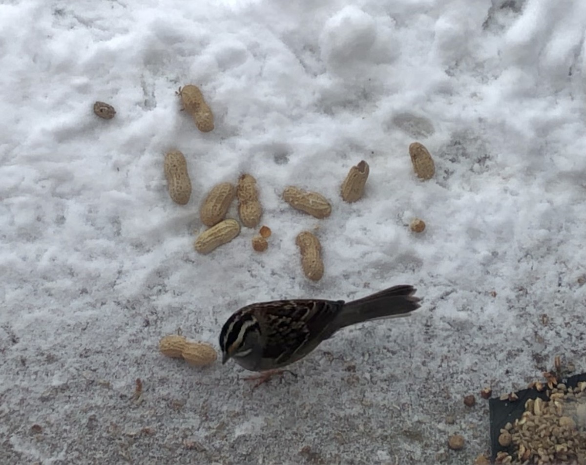 White-throated Sparrow - ML412465221