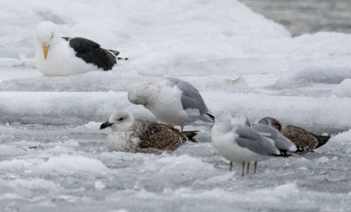 Great Black-backed Gull - ML412465281