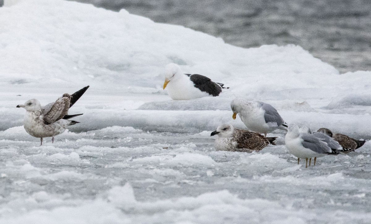 Great Black-backed Gull - ML412465351