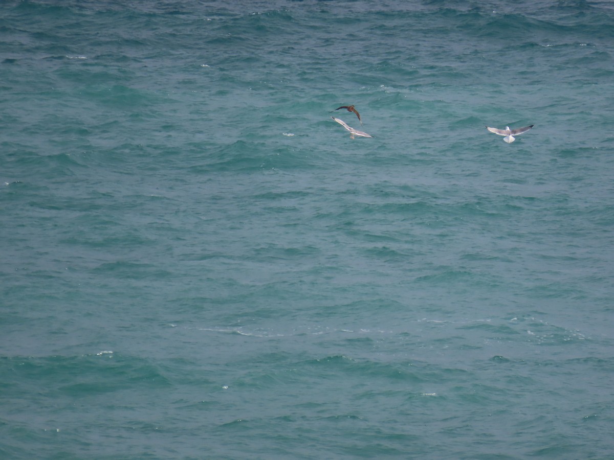 Great Skua - ML412466371