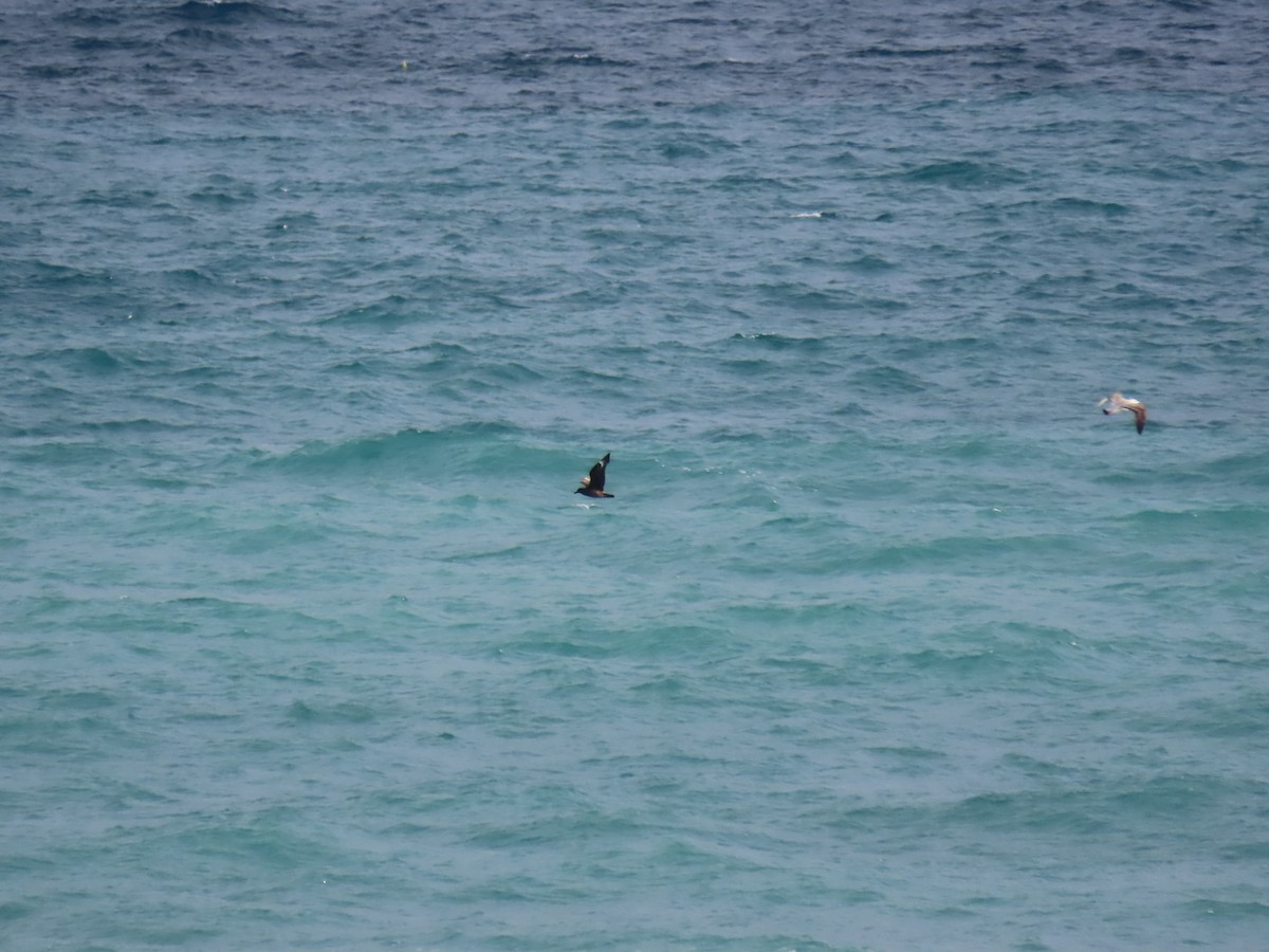 Great Skua - ML412466381