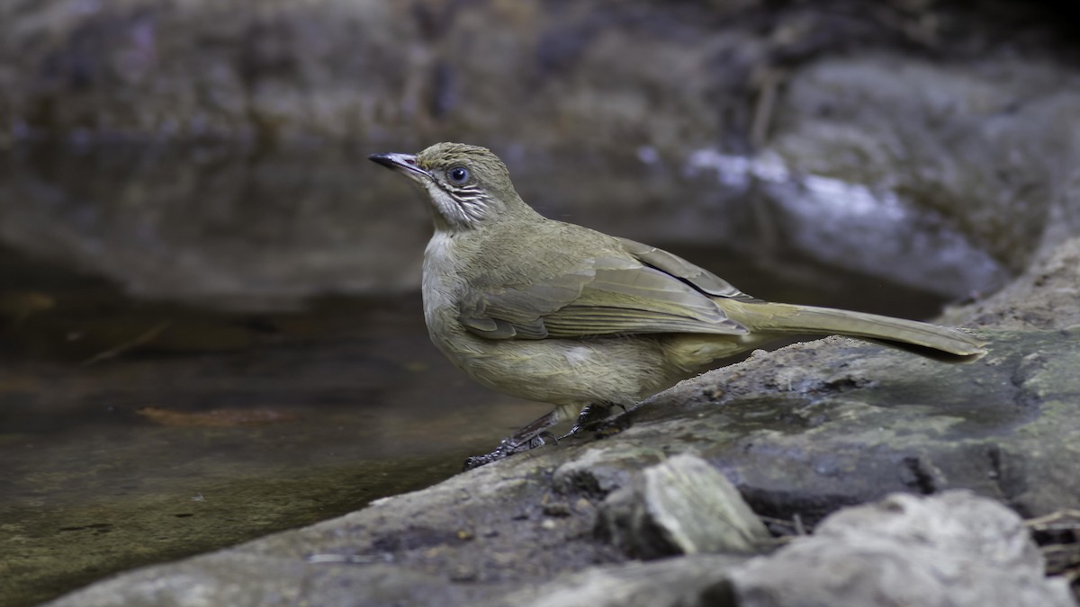 Streak-eared Bulbul - ML412467801