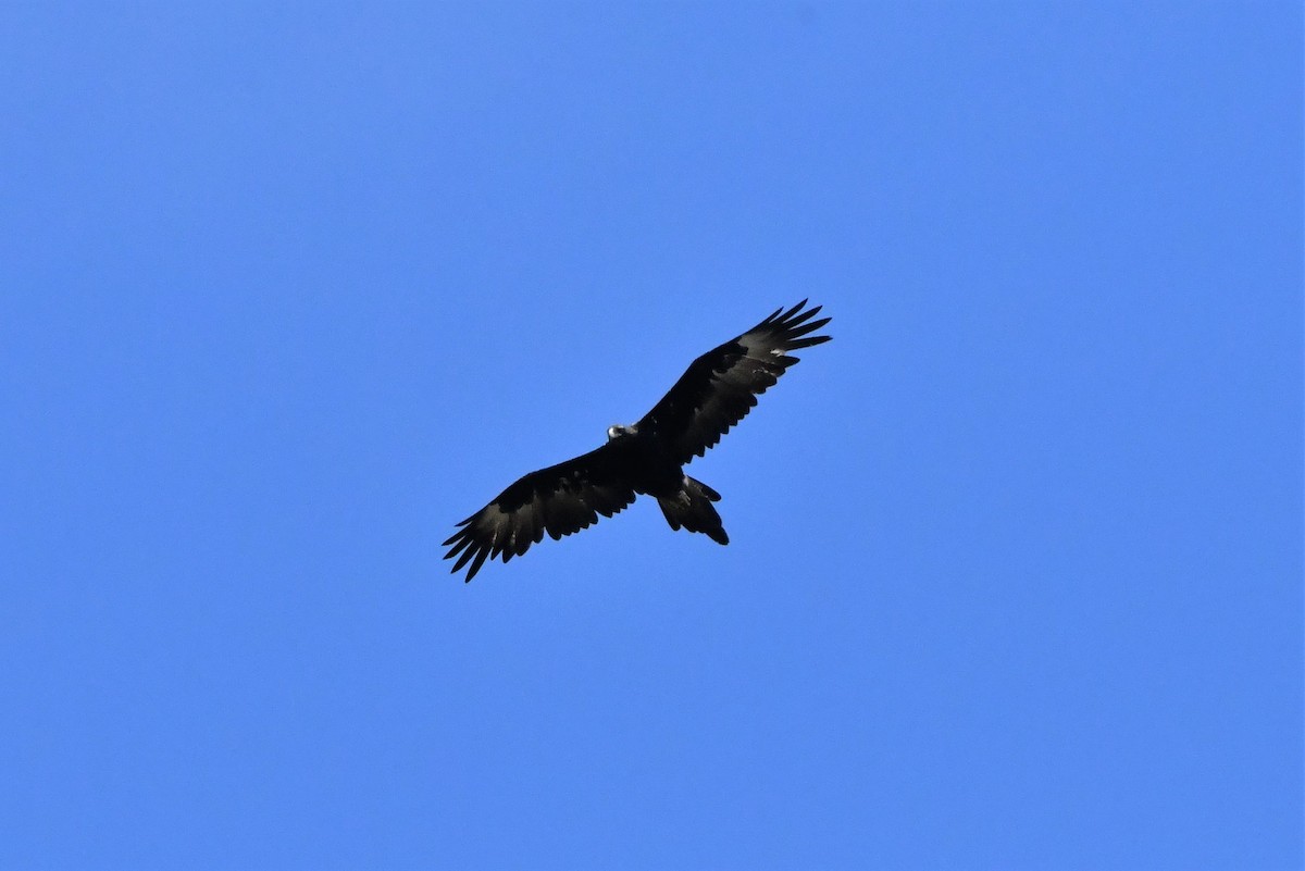 Wedge-tailed Eagle - ML412469921